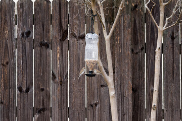 Feeder for birds made with recycled plastic bottle