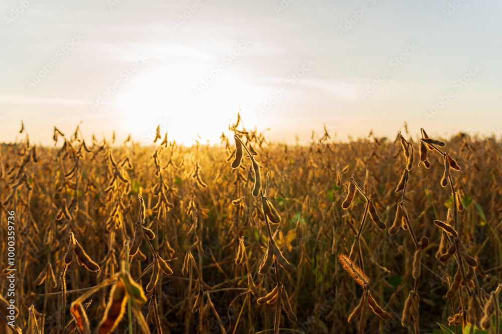 Wall mural the sun sets behind expansive fields of mature soybean plants, casting a warm golden light over the 