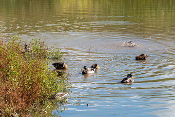 Mallard Ducks Swimming In The Pond In Summer In Wisconsin