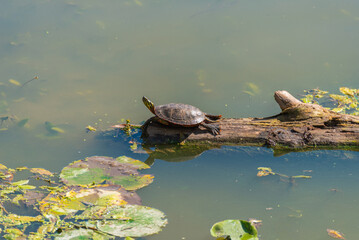 Midland Painted Turtle, Chrysemys Picta Marginata, Perched On A Log In The Pond In Summer In Wisconsin