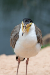 Portrait of a masked lapwing (vanellus miles)