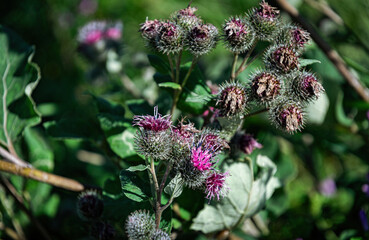 Flowering prickly thistle on the summer field	