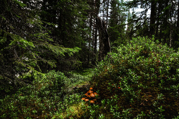 The mossy forest floor in the nature of Dalarna, Sweden reveals an anthill with deadly Galerina...