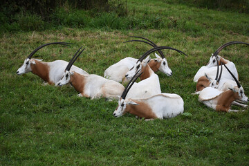 Antelope oryx