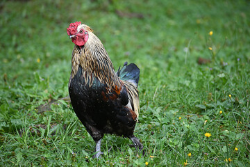 Rooster
