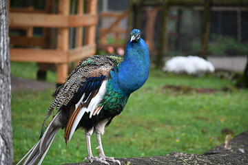 Peacock