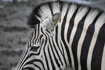 Zebra