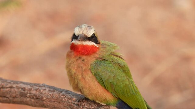 White-fronted bee-eater (Merops bullockoides) is a species of bee-eater widely distributed in sub-equatorial Africa.
