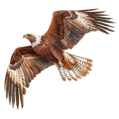 Majestic Soaring Eagle in Realistic Detail Isolate on a White Background Transparent Background