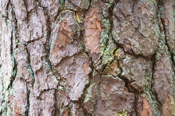 Pine tree bark close up, can be used as a background