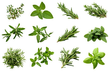 A variety of fresh herbs arranged isolated on transparent background.