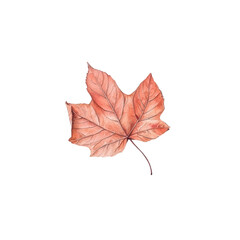 Colorful autumn leaf isolated on transparent background.