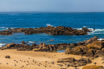 A sandy beach scattered with birds