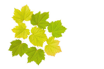Fresh green leaves arranged creatively isolated on transparent background.