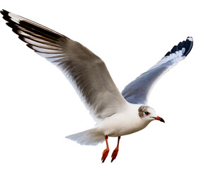 Fototapeta premium fliegende Möwe isoliert auf weißen Hintergrund, Freisteller 