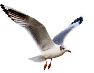 fliegende Möwe isoliert auf weißen Hintergrund, Freisteller 