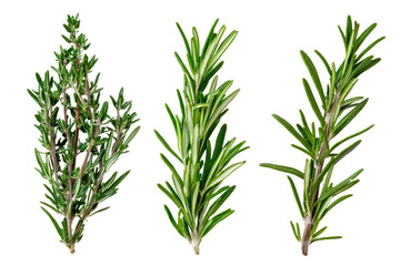 Fototapeta premium Fresh rosemary sprigs arranged beautifully isolated on transparent background.