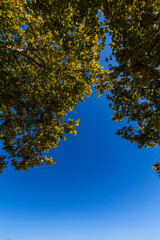 Obraz premium An upward view through a canopy of dense green leaves against a clear blue sky