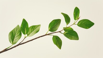 Fototapeta premium Close-up of Green Leaves on a Branch - Nature Photography