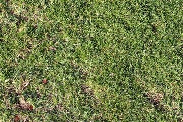 green grass in the garden