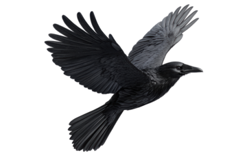 Black raven in mid-flight, white isolate background. transparent background