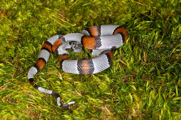 grey banded mountain king snake in ghrass