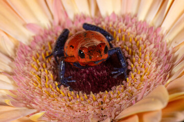 Pumilio or Strawberry blue jeans poison dart frog