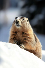 Fluffy groundhog in snow. Groundhog Day. Vertical banner. Free space for text. Copy space. Groundhog (Marmota monax), woodchuck, marmot. Wildlife protection concept