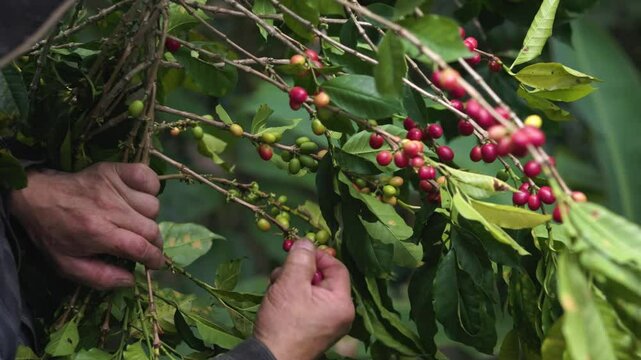 hands of a peasant man collecting Colombian coffee on a farm in a forest