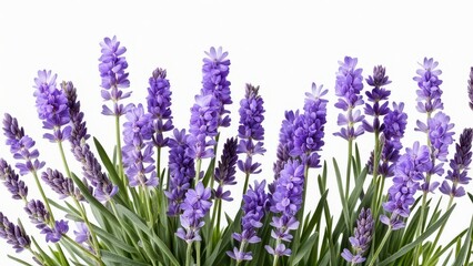 Obraz premium A vibrant display of lavender flowers with green leaves, showcasing natural beauty.