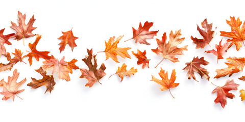 Assorted Autumn Leaves Isolated on White