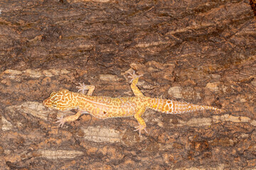Leopard lizard on tree
