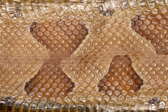 Copperhead snake skin