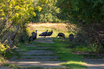 Wild Turkeys Feeding In An Urban Field In Summer In Wisconsin
