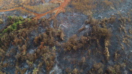 Incêndio florestal