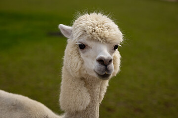 Obraz premium Close-up portrait of a white alpaca with fluffy wool standing on green grass in a farm. Concept of alpaca farming, eco-friendly livestock, and nature