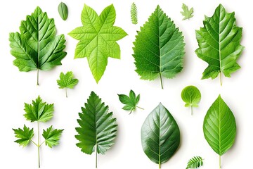 Vector illustration of various green leaf icons isolated on a white background, featuring detailed and diverse leaf shapes ideal for botanical designs and eco-friendly projects.