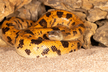 super Mojave Sand Boa snake