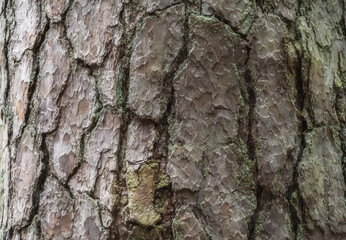 Pine tree bark close up, can be used as a background