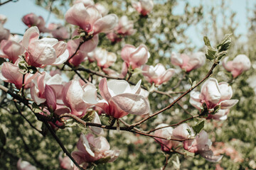 Magnolia branch with blooming pink gentle flowers