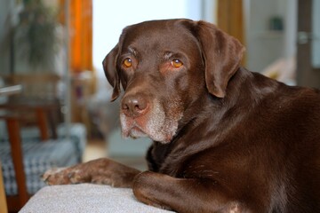 cute chocolate Labrador Retriever is lying on bed and resting. close-up of pet sleeping on couch. purebred puppy in a cozy house without owner seems to be very pleased with himself. Sad retriever