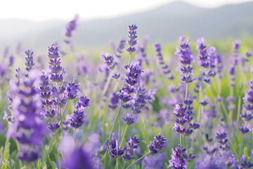 Obraz premium A background with an image of lavender on a background of mountains, a blurred background for the design of banners on social networks, a website and for your design, a space for text