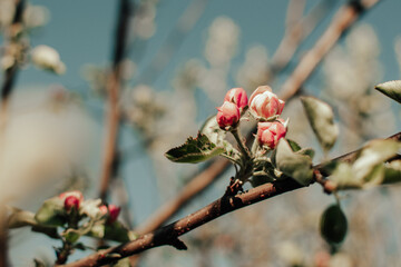 Apple tree branch with flower buds at spring