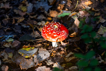 A bright Red mushroom fly agaric, hidden among colorful autumn leaves in a natural outdoor setting