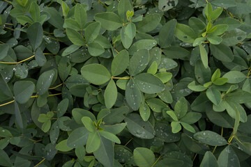 green leaves background