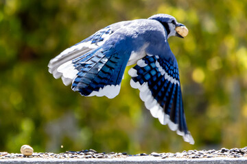 blue jay in flight