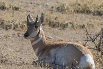 antelope resting in a field