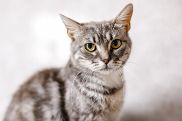 A suffering homeless cat sits in the shelter, looking mournfully and waiting for a family