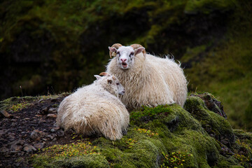 Naklejka premium Icelandic sheep closeup in the field cute wild