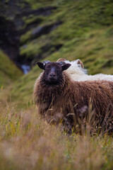Icelandic sheep closeup in the field cute wild